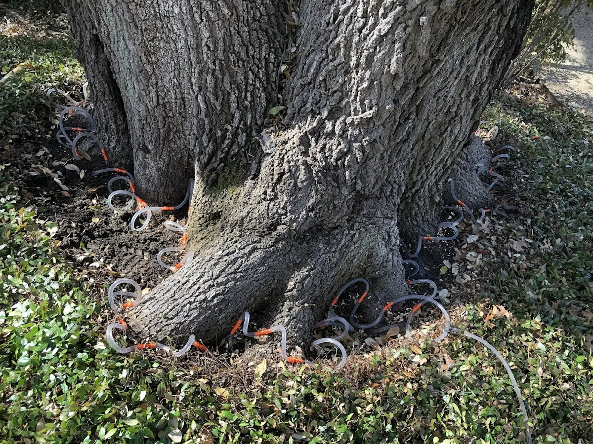 Detailed Tree Cabling and Bracing job site in Ochlocknee
