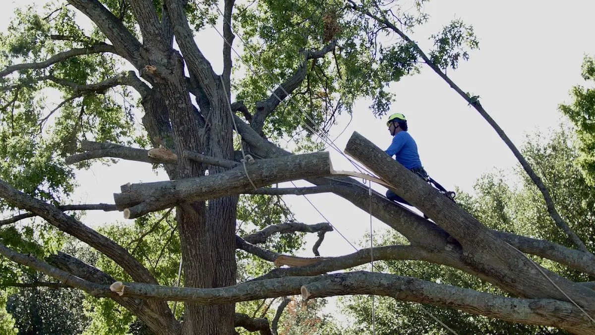 Professional Crown Thinning performed by certified arborists in Ochlocknee