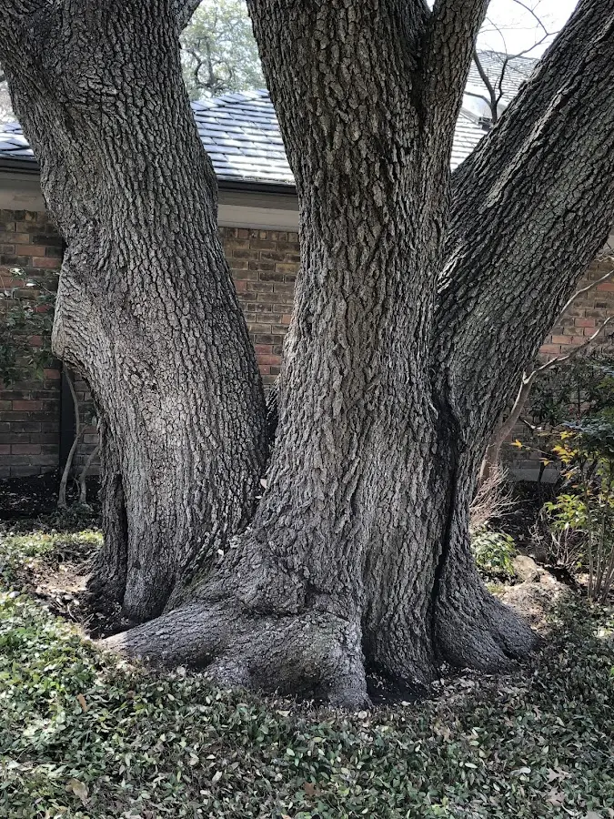 Mature heritage tree close to a Ochlocknee property cared for by certified arborists